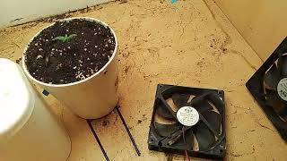 Gorilla Cookies Auto Update 1 by The Scottish Grower