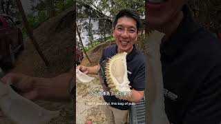 土种榴莲，被埋没的宝藏你吃过吗？#榴莲