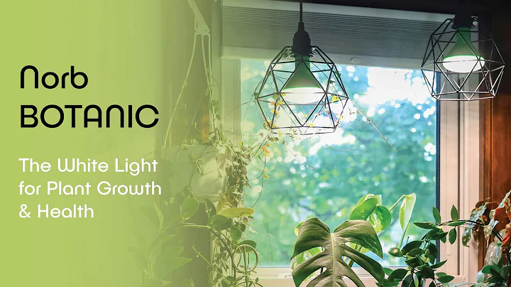 How to Grow Healthy Plants Indoors