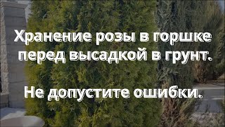 Хранение розы в горшке перед высадкой в грунт. Не допустите ошибки! Питомник растений Е. Иващенко