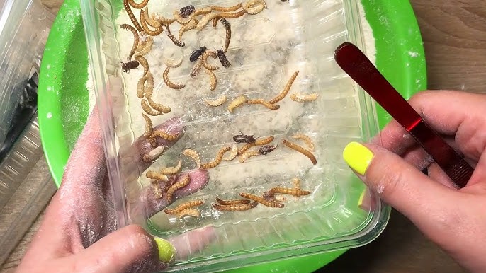 Мучной червь и зофобас – полезные сведения о двух популярных приманках для рыбалки