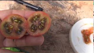 ⟹ Violet Jasper Tomato TASTE TEST AND REVIEW Solanum lycopersicum Indeterminate #Tomato