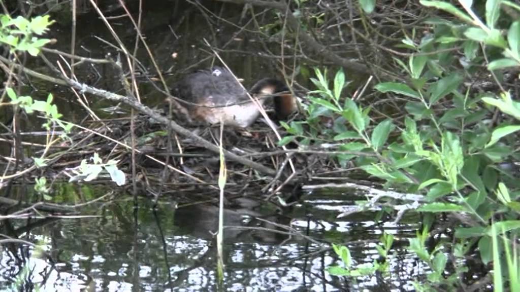 Natuurfilm de Makkumer Waard deel 1/2 - Henry Spruyt