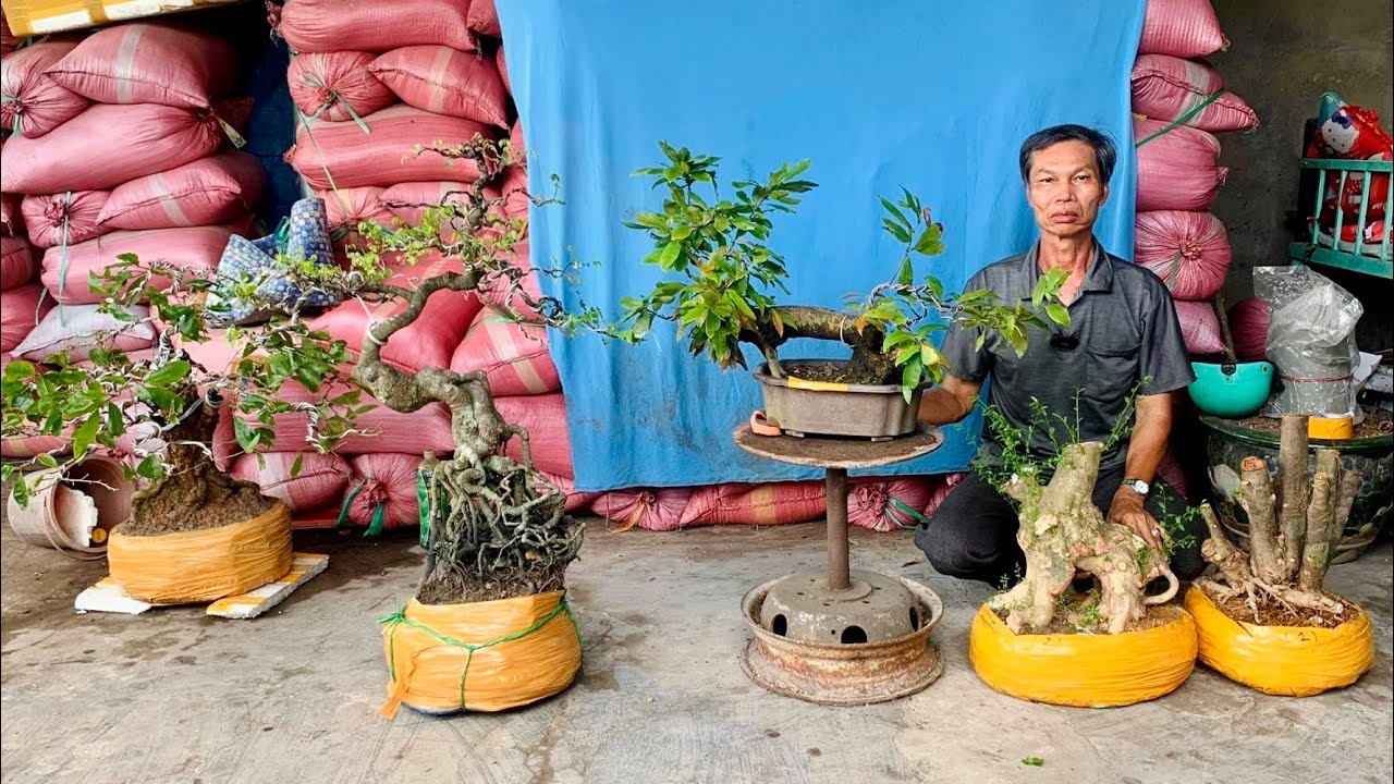 Cây cảnh bonsai thập cẩm chào bán 16/10 Thành Mười 0797.999.848 LTK