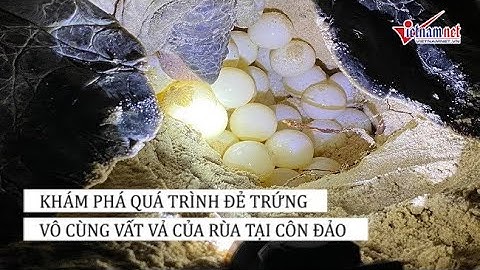 Đến Côn Đảo nhất định phải xem rùa đẻ trứng