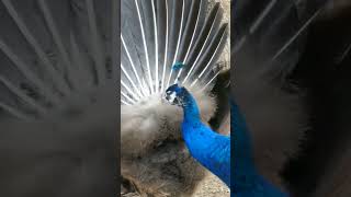 Butt Pecking Bird Just Aint Right