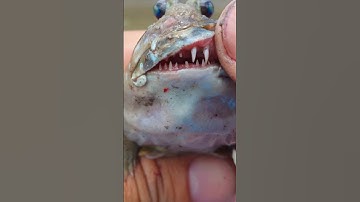 CÁCH bắt cá thòi lòi#shorts #shortvideo #fitness