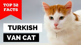 99% Of Turkish Van Cat Owners Dont Know This