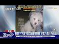 重慶「打包哥」殘忍虐貓狗惹怒 群眾包圍住所抗議｜TVBS新聞 @TVBSNEWS01