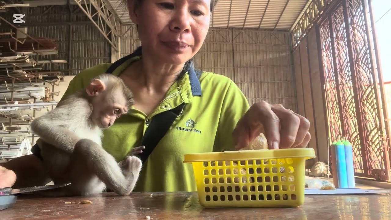 Mary eats lmoot with Mommy #monkey #animals #asmr