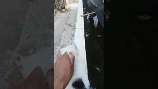 how many meowl do you want?#cbum 🥹😍