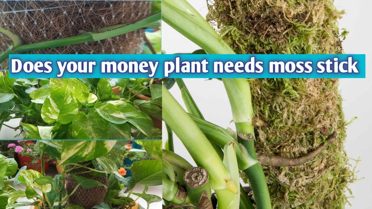 why does the money plant needs moss stick moss stick for money plant