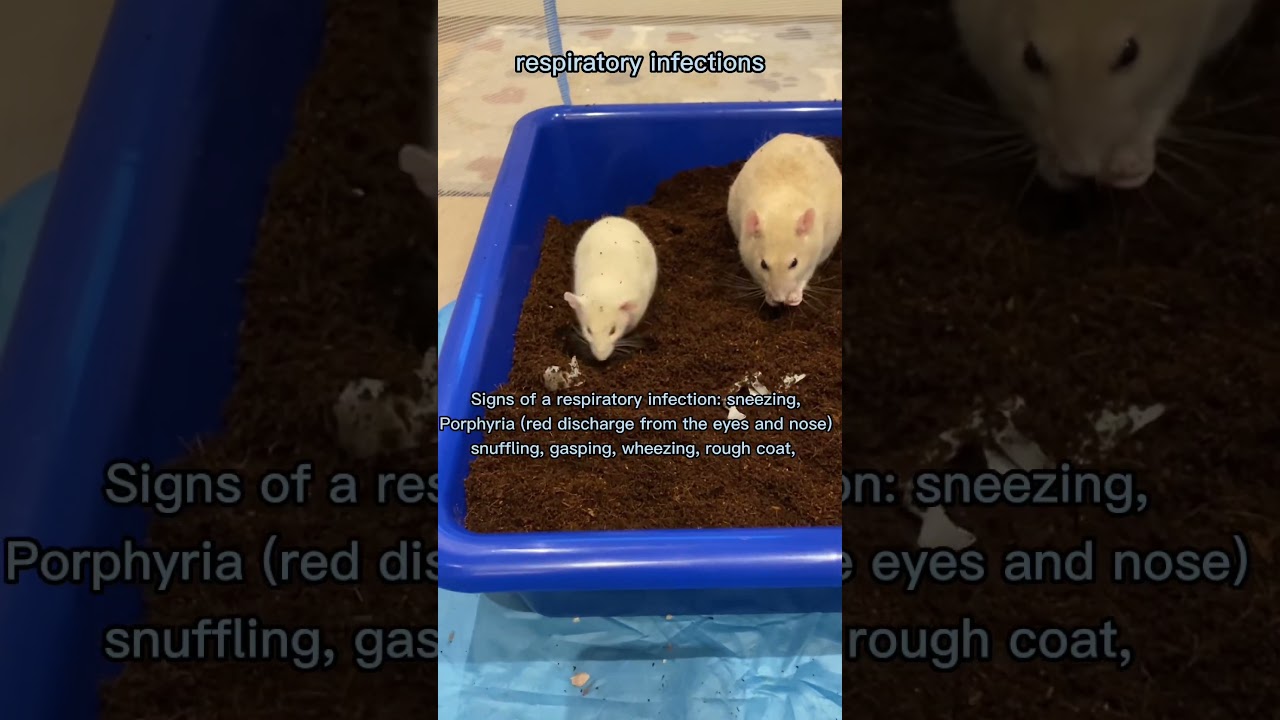 A few health problems rats can get. #rats #pets #petrats