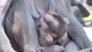 Caught in the act of pure monkey mischief! 🐵💫 #PlayfulMonkey #BabyMonkey #MonkeyMischief