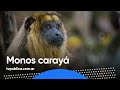 Proyecto Carayá: el único centro de primates en Argentina - Más de Vos