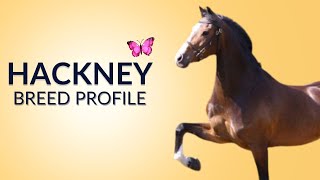 Hackney Horse Breed Profile History - Price - Characteristics - Training - Grooming