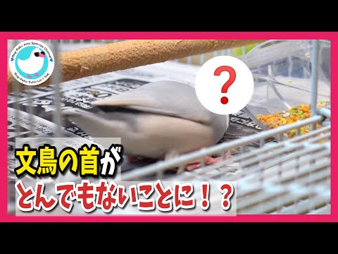 ★ねるとん白文鳥団？文鳥たちの恋の行方は？ ★文鳥の首がとんでもないことに！？