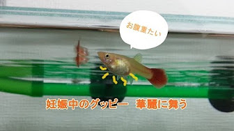 熱帯魚 妊娠まとめ Youtube