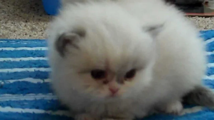 Video 1066221: playful himalayan persian kittens, himalayan female, white himalayan