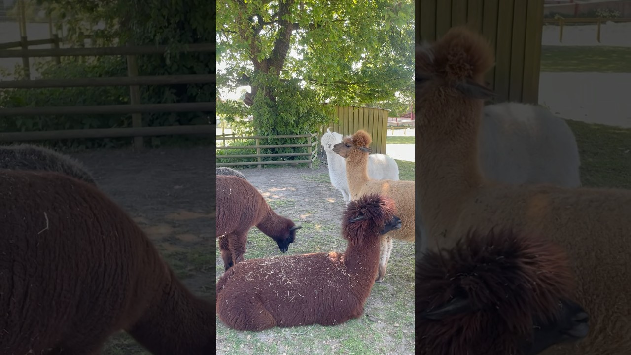 Alpaca Song 🦙 Don’t Call Me a Llama! 