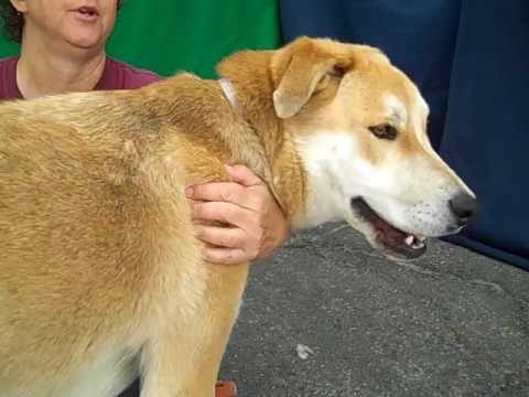 dog adoption mauritius A4947491 Conner