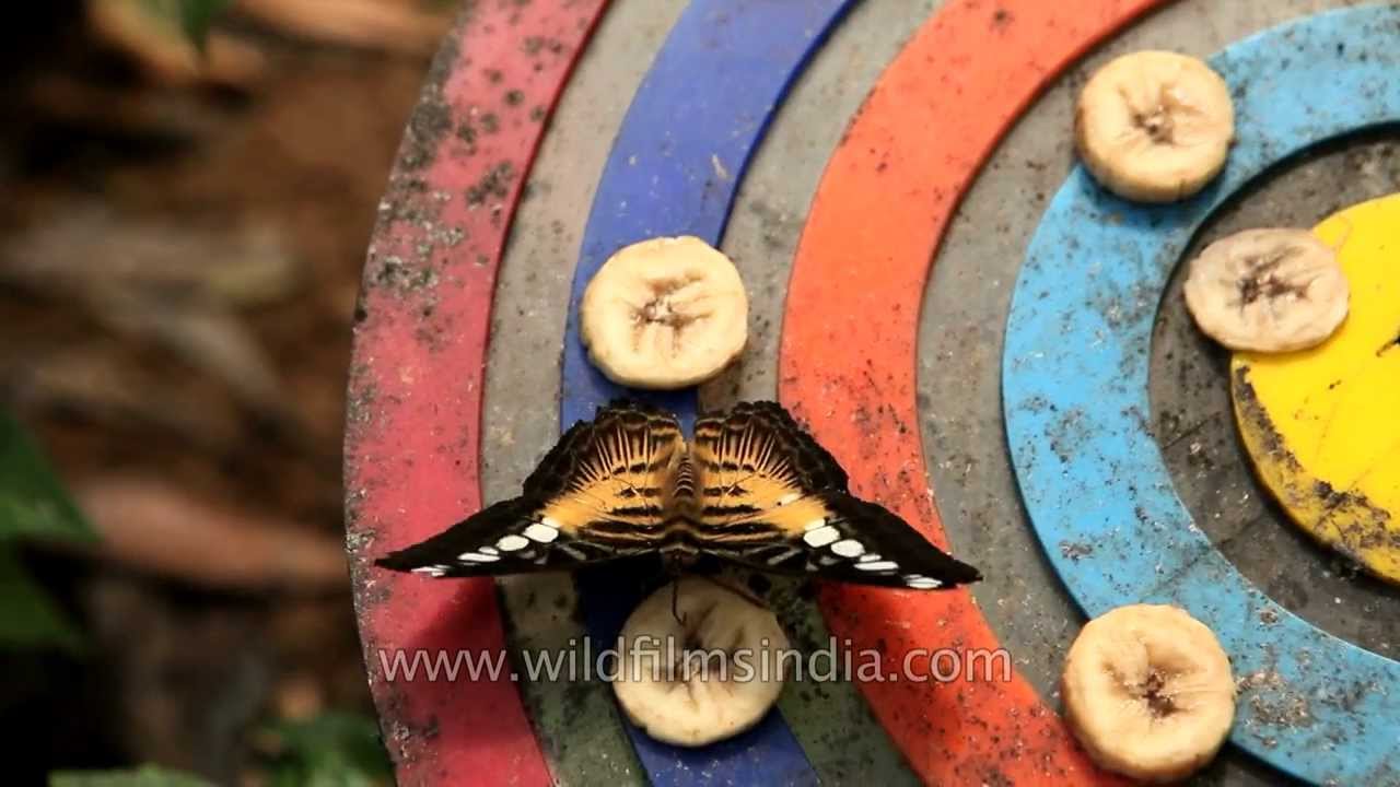 Clipper butterfly or Parthenos sylvia feeding on banana