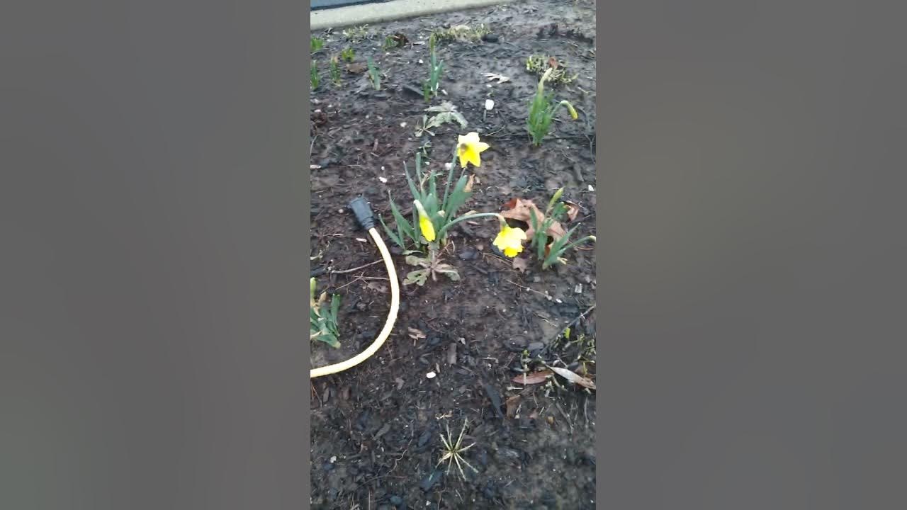 Spring Flowers Blooming in January YouTube