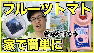 【フルーツトマト】家で簡単に高糖度トマトを作る方法【節水栽培】