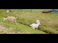 【SHORT FILM】ONE DAY #2「みのりの丘という場所 | こやぎ/Small goat
