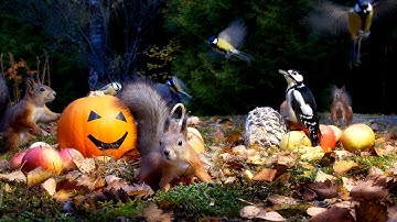 Cat & Dog TV Ultimate - Autumn Fun with Red Squirrels and Beautiful Birds