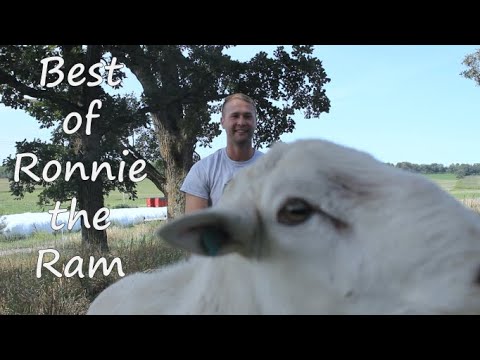Outtakes: Best of Ronnie the Ram - YouTube