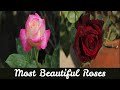 Most beautiful roses the enchanting world of rose photography viral gulab