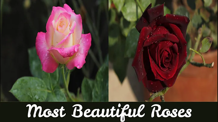 Most Beautiful Roses the Enchanting World of Rose Photography #viral #gulab - DayDayNews