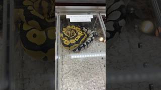 DESERT GHOST AXANTHIC & DG CLOWN FROM A REPTILE EXPO🔥