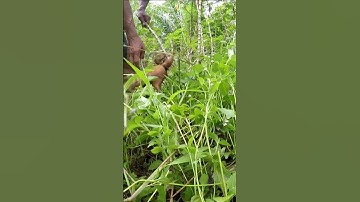 Harvesting cassava part 509 #shorts #farming #cassava #nature  #cassavaroots #cassavafarming