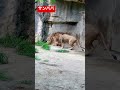 【八木山動物園】サン君パパと呼べる日も近い❣