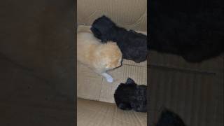 This Mama Cat's Love Will Break You In The Best Way 😭🐾