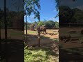 ￼ Honolulu Zoo #elephant #zoo #hawaii #honoluluzoo