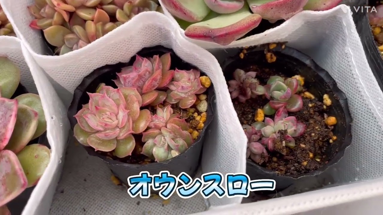 【多肉植物】多肉植物のタニパト51タニラー