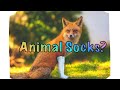 Trying on animal paw socks