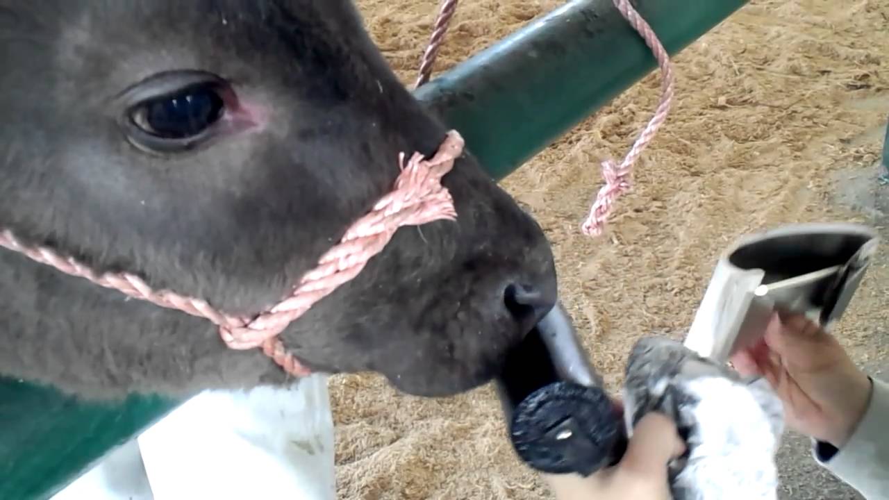 鼻紋 びもん べぶろぐ 山崎牧場日記