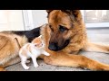 Adorable German Shepherd Confused by Tiny Kittens
