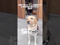 体調不良のとーちゃんを看病するか、お友達の家に遊びに行くか悩む犬★#shorts #labradorretriever #ラブラドールレトリバー #可愛い #癒し #大型犬