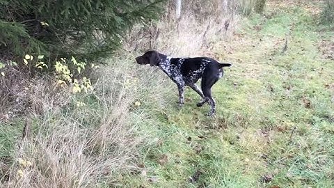 German Shorthaired Pointer learning to flush game on command