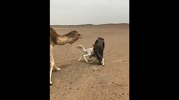 سرق حوار ناقة شوف شسوت ناقة برجل لاتنسى الشتراك في القناة 
