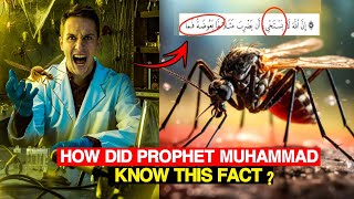 THE HIDDEN WISDOM BEHIND MOSQUITOES IN THE QURAN - ISLAMIC MIRACLES