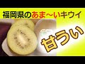 【甘うぃ】　福岡県のオリジナル品種のキウイです