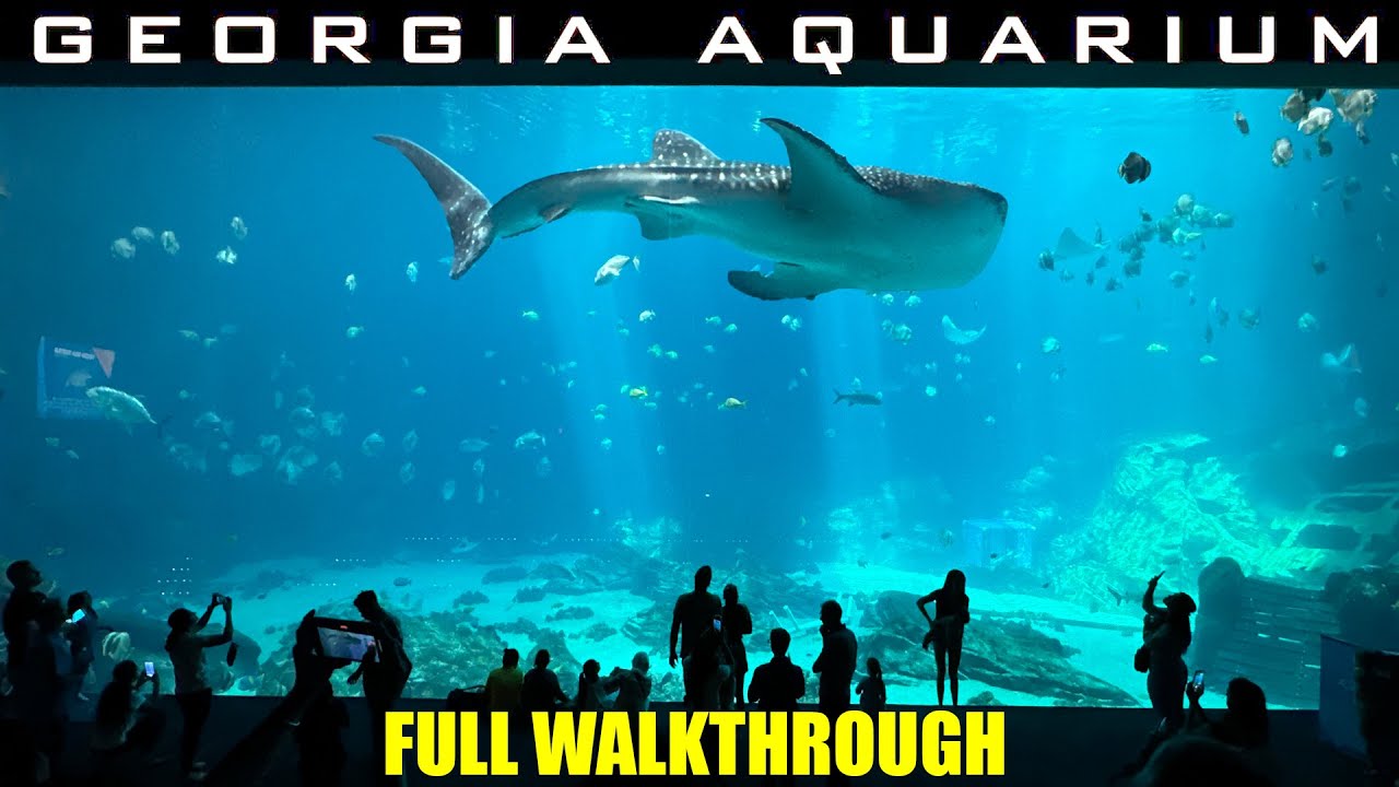 Georgia Aquarium - Walking Tour - Full Walkthrough 2024 - 4k -  Largest Aquarium in USA