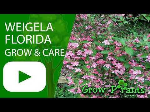 Vidéo: Weigela 