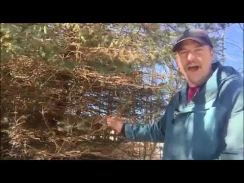 वीडियो: क्यों नीला स्प्रूस हरा हो जाता है: नीले स्प्रूस के पेड़ पर हरी सुइयों के कारण